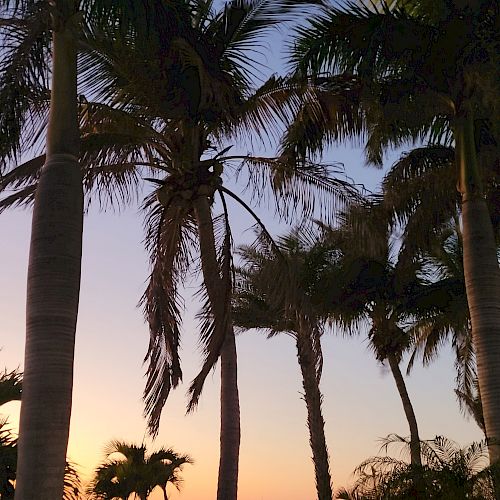 The image shows a beach at sunset with tall palm trees silhouetted against the colorful sky, and a view of the ocean in the background.